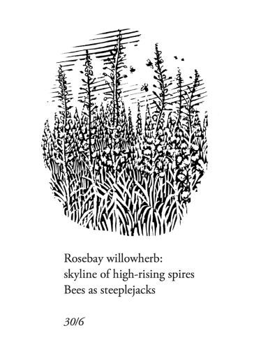 Rosebay Willowherb