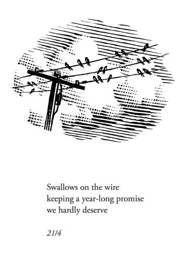 Swallows on